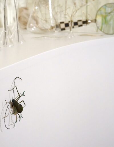 Peacock Feather Beetle