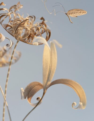Feather Seed-head and Velvet Flower