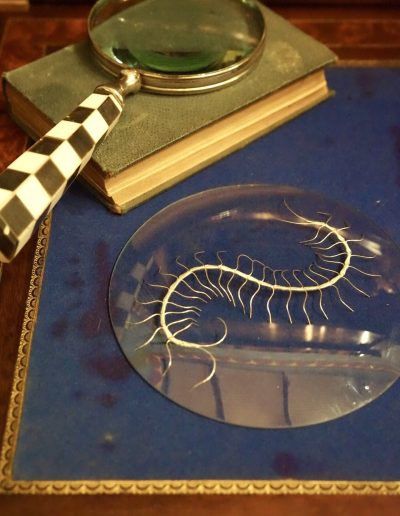 Centipede with glass cover £250. Made from wire bound together with dyed silk thread with glass cover Size H 2cm W 16 x D 16. Sales: contact Bridget at studio@bridgetbailey.co.uk
